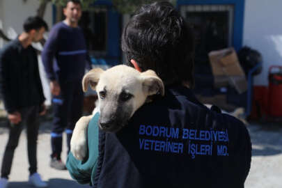 Bodrum'da veteriner hekimler unutulmadı