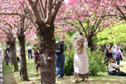 İstanbul'da 'Japon Bahçesi'ne yoğun ilgi
